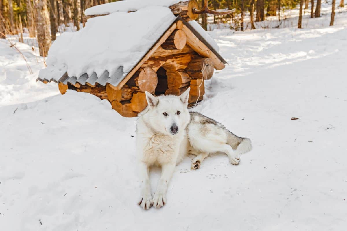 How To Insulate a Plastic Dog House: 8 Ways to Keep Your Canine Cozy!