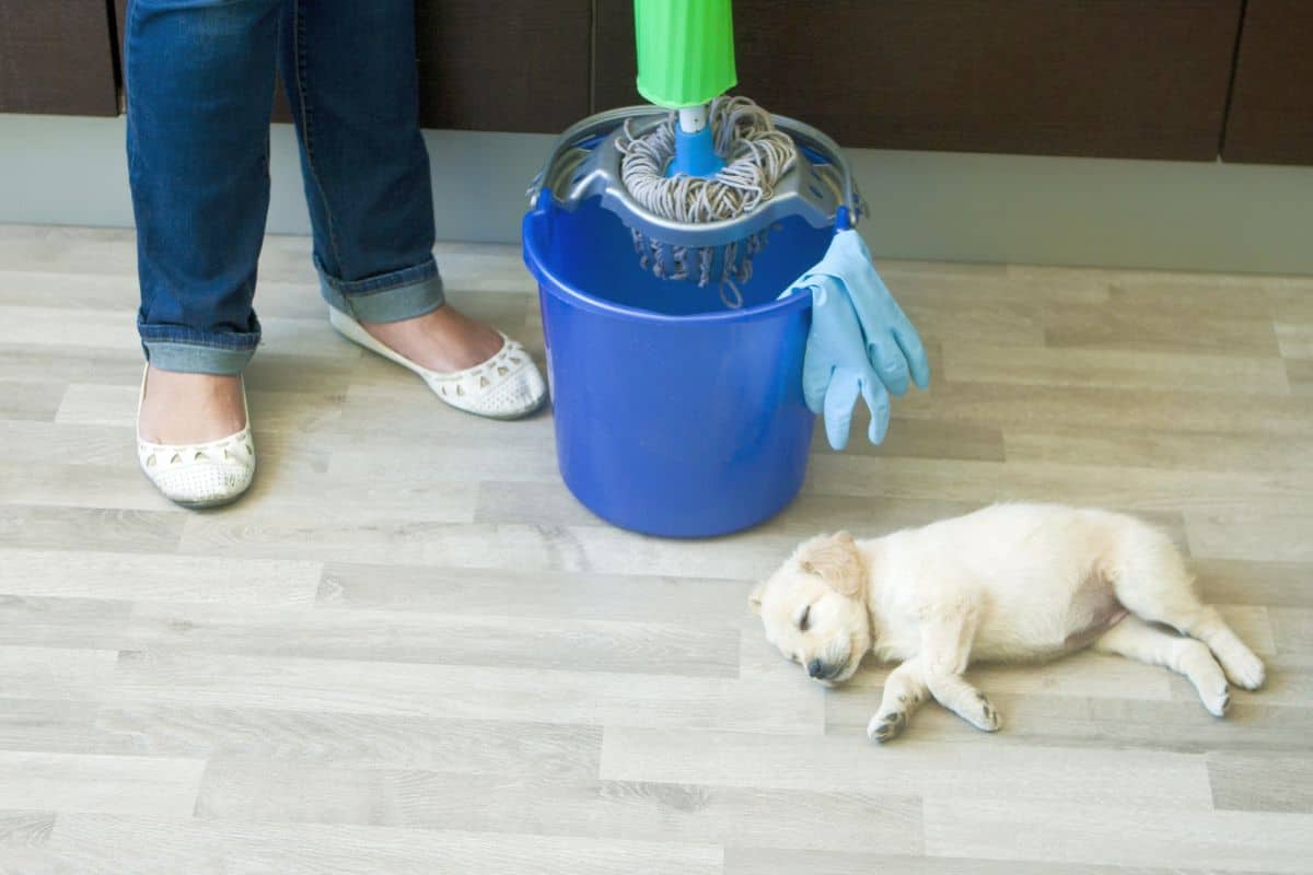 Pet cleaning. Средство для мытья полов с животными. Собака уборка. Мыть полы. Швабра возле собаки.