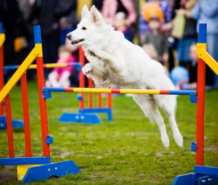 best dog breeds for agility