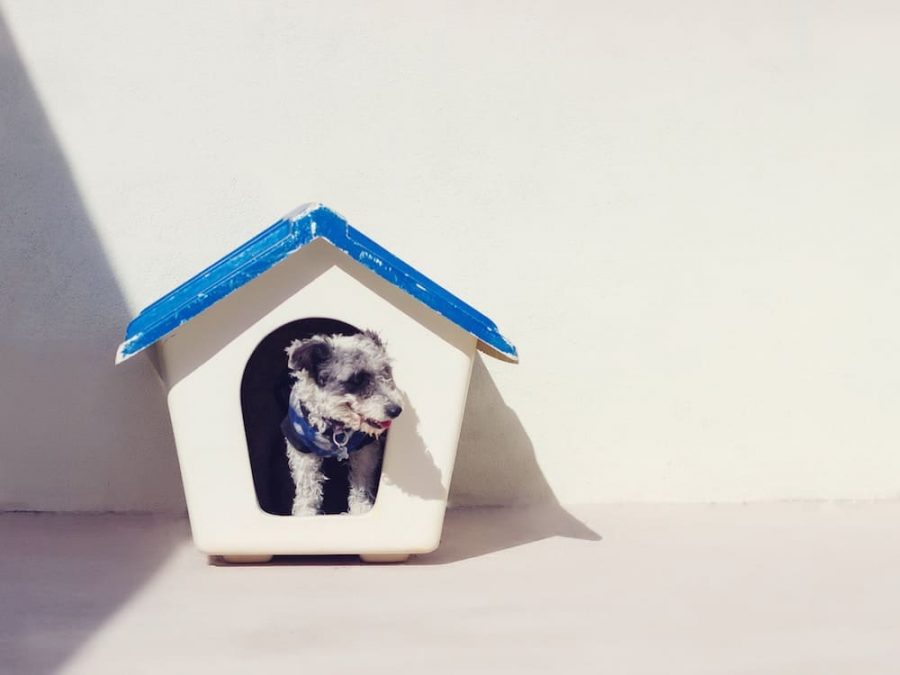 Image showcasing 5 Best Dog-Safe Paints: Painting Safely Around Your Pooch!