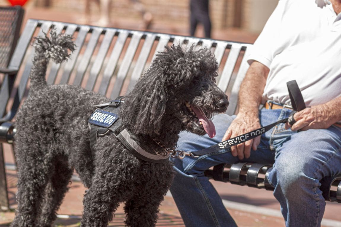 11 Best Breeds for Service Dogs: PTSD, Anxiety, Etc