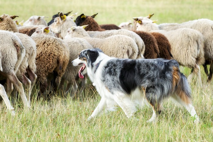 Border collie dog herding sheep