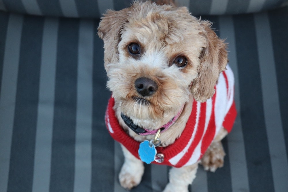 15 DIY Dog Sweater Designs: Homemade Sweaters For Your Pup!