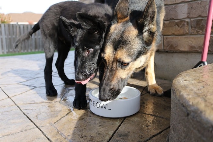 dog-guarding-food-bowl