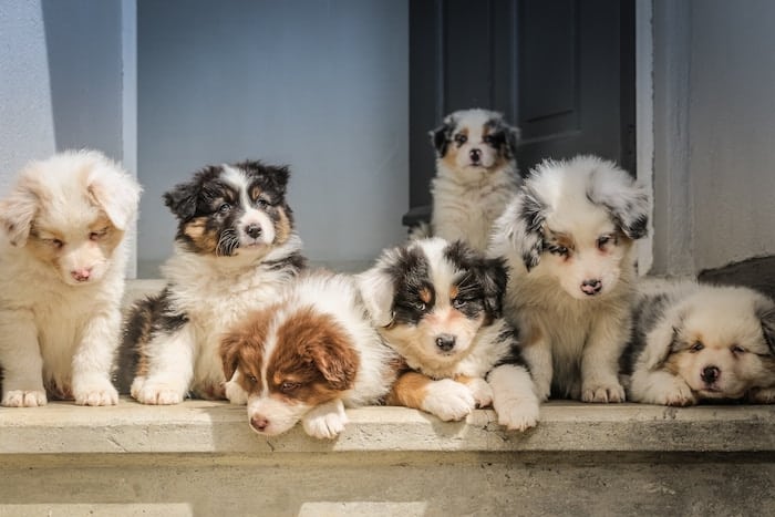 5 Nature vs Nurture Myths About Dogs: Is Your Dog a Product of Genetics or Environment? 8 group-of-puppies