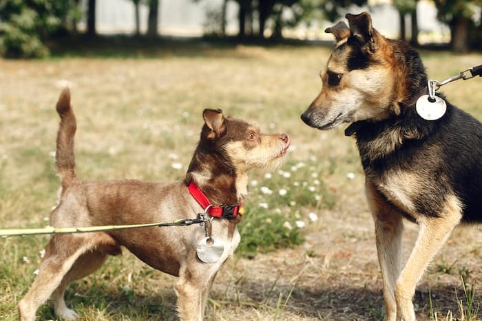 can a reactive dog be cured