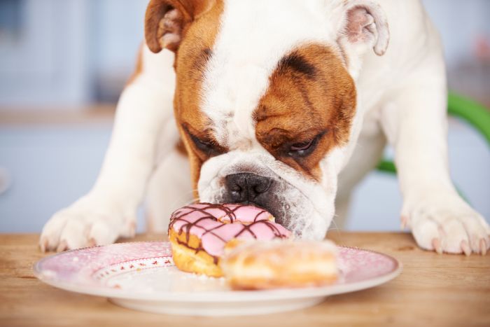Are Donuts Safe for Dogs