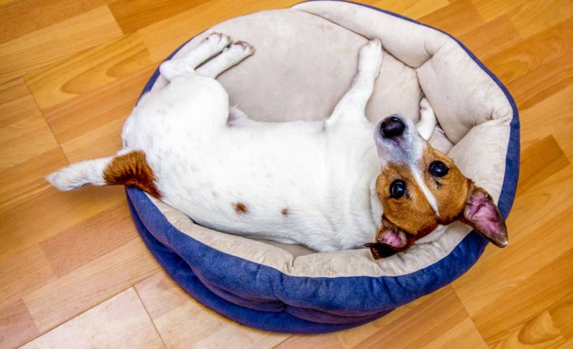 16 Diy Dog Bed Designs Custom Build A, Diy Large Dog Bed Frame