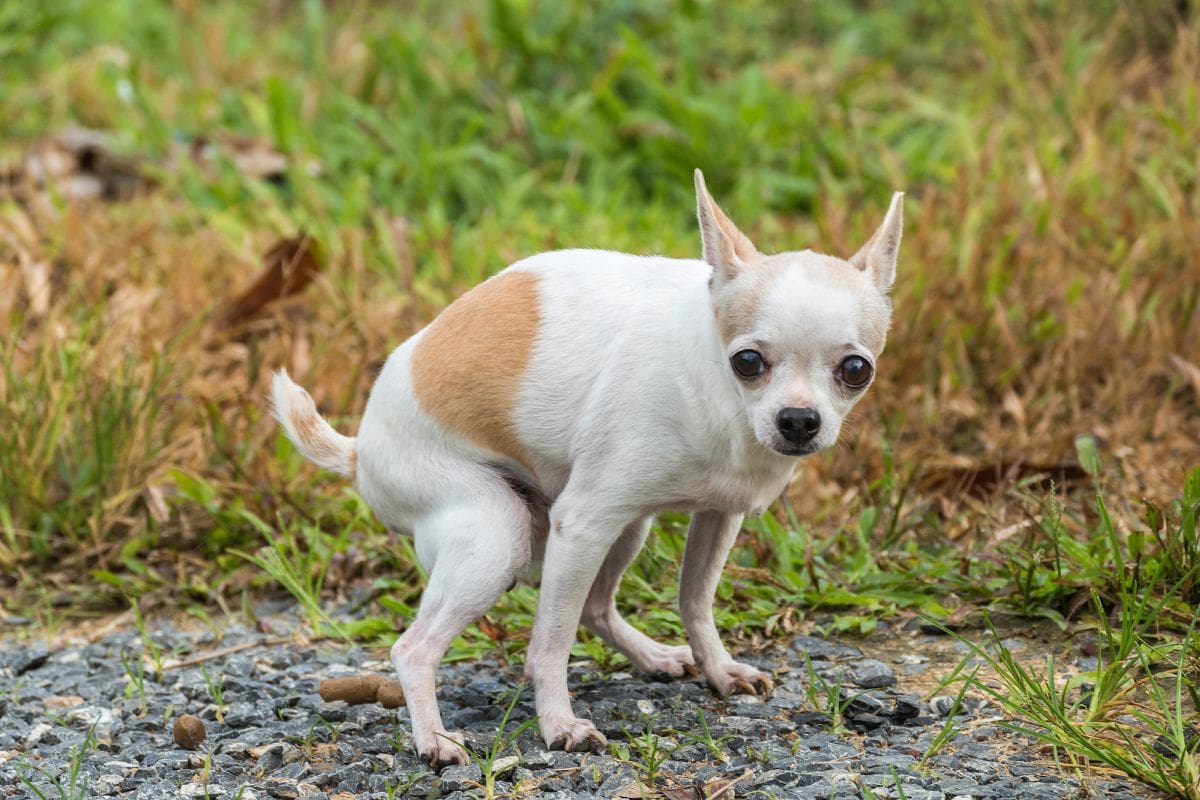 What Can I Give My Dog for Diarrhea? - K9 of Mine