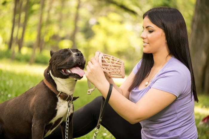 how to put muzzle on aggressive dog