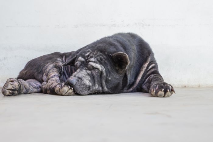 Home Remedies for Dog Mange + Other OTC Treatments 2 Mange OTC Treatments