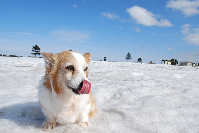 dog licking ice