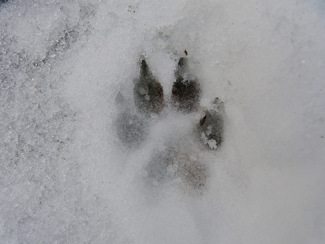 snowy paw print