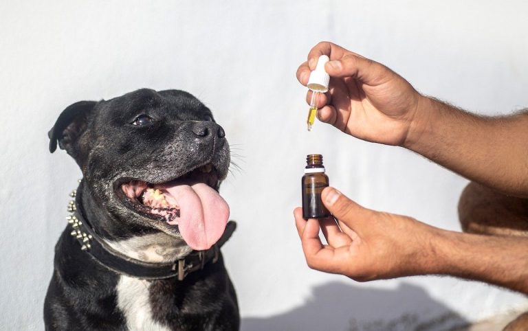 Image showcasing Autoimmune Disease in Dogs: Causes, Symptoms, And Treatmet Options