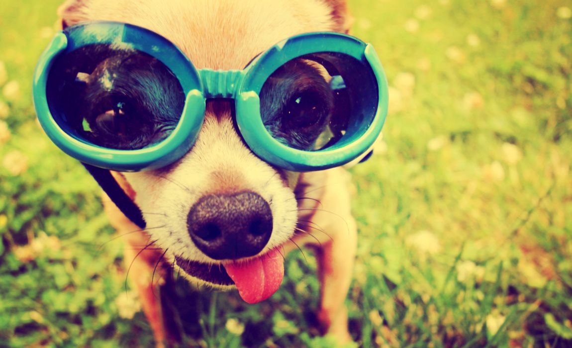 Best Goggles for Dogs