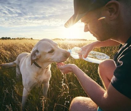 Rehydrating Dogs