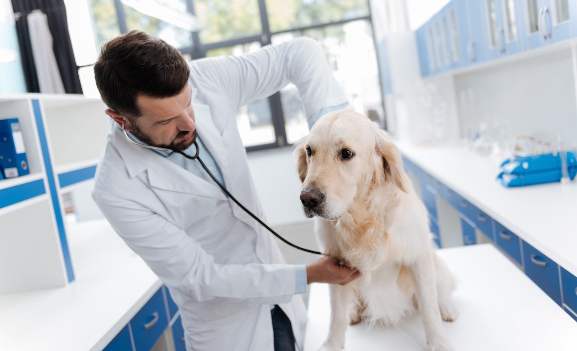 autoimmune disease in dogs