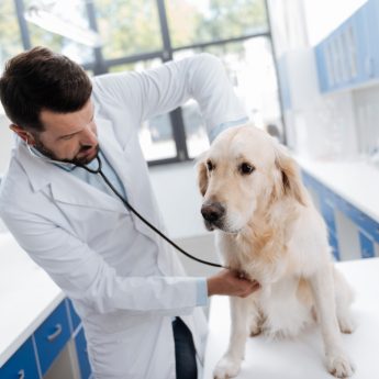 autoimmune disease in dogs