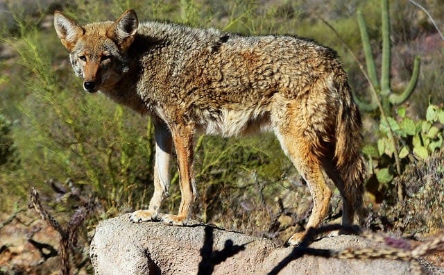identify coyote