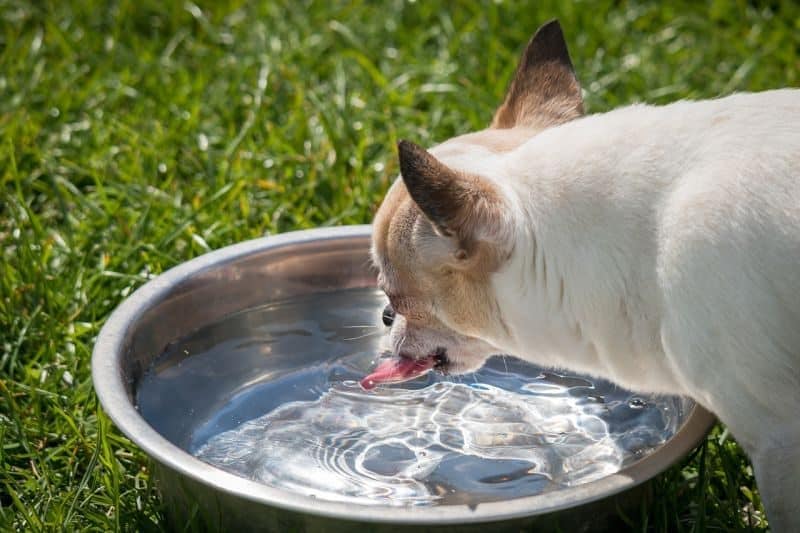 Dog-Water-Needs