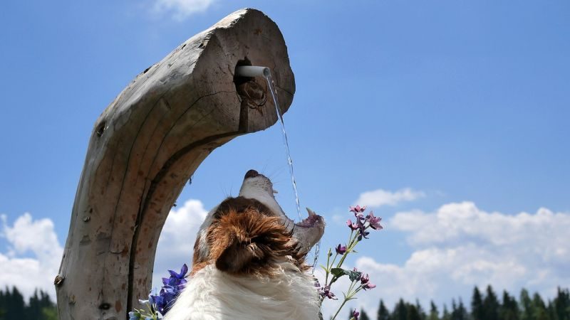 How-to-Rehydrate-a-Dog