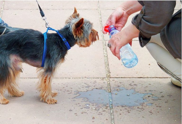 How to Rehydrate a Dog A StepByStep Guide