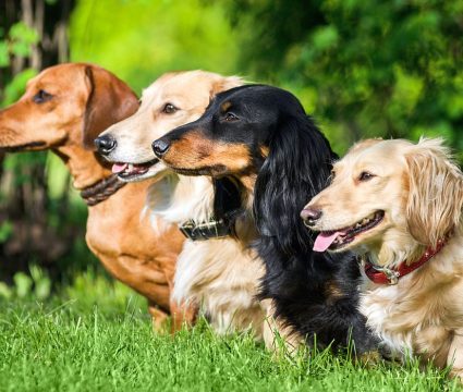 Types of Dachshunds