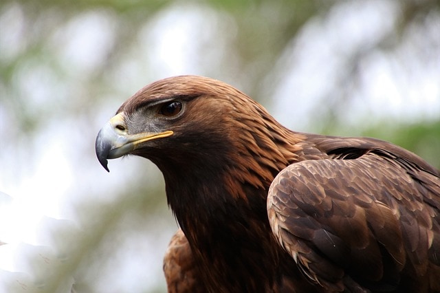 golden eagle