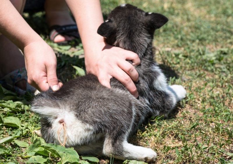 xanax for dog travel