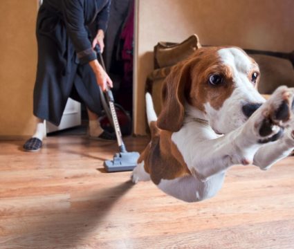 Dog Afraid of Vacuum