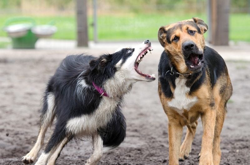 Appropriate Dog Play: Keeping Dog Play Fun & Safe! 3 Inappropriate Dog Play