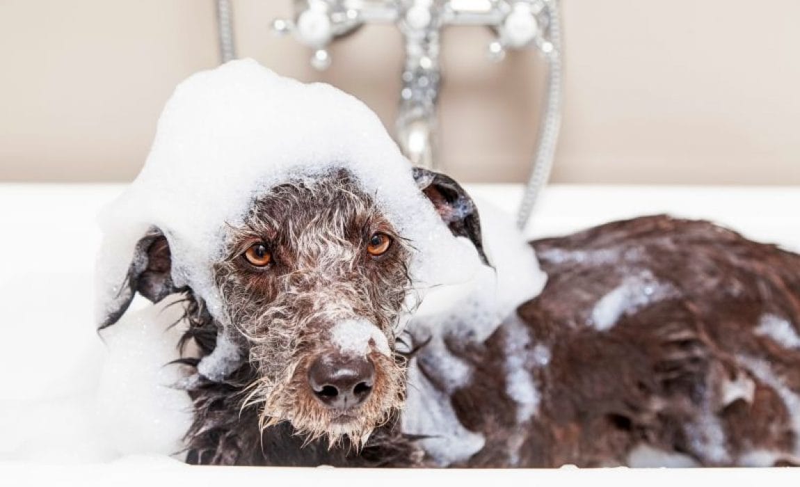 7 Best Dog Bath Tubs For Home Who, Why Did My Dog Get In The Bathtub