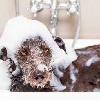 Best Dog Bath Tubs