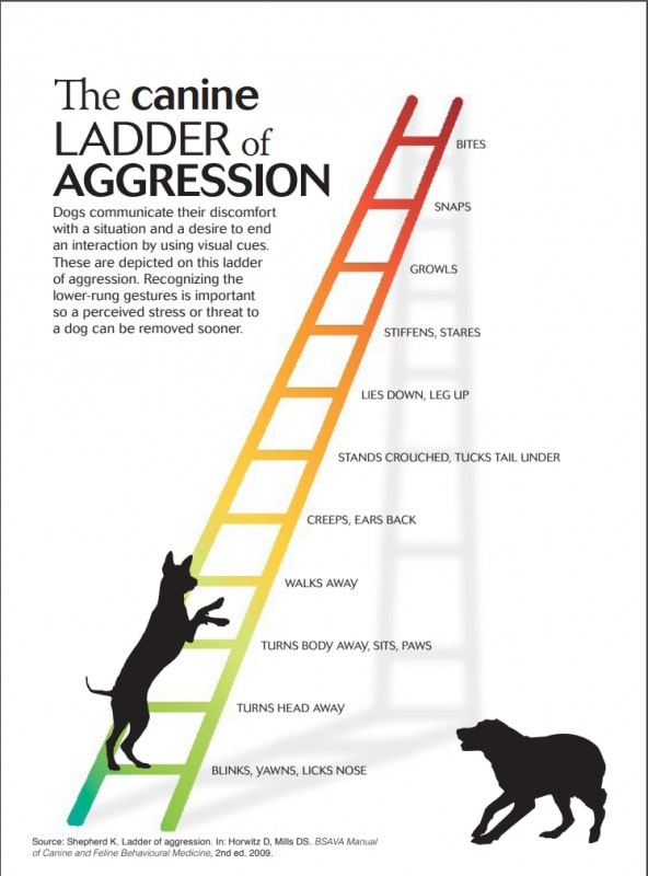 canine aggression ladder