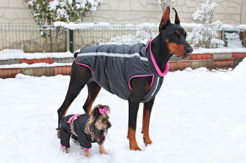 DIY dog clothes