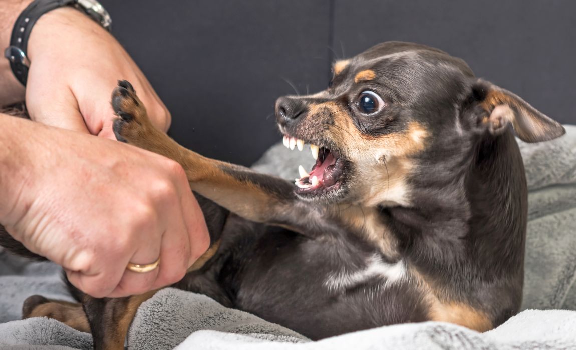 Why Is My Dog Suddenly Aggressive Towards Me?