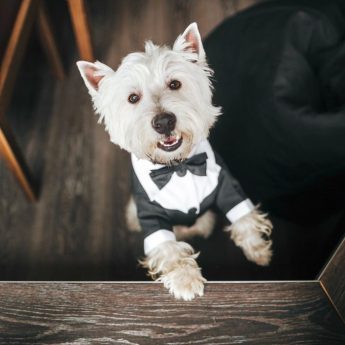 Dog Wedding Collar