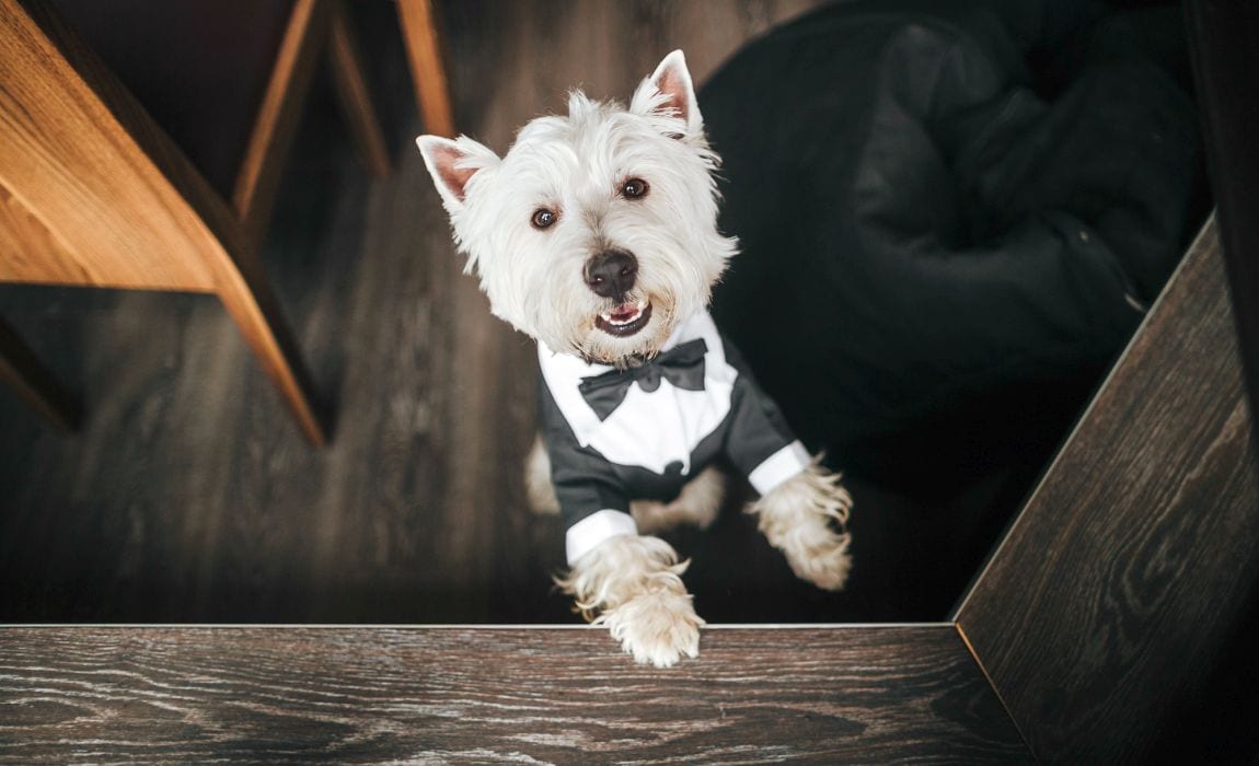 Dog Wedding Collar