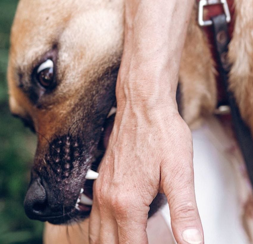 How to Stop a Dog From Nipping When Excited!