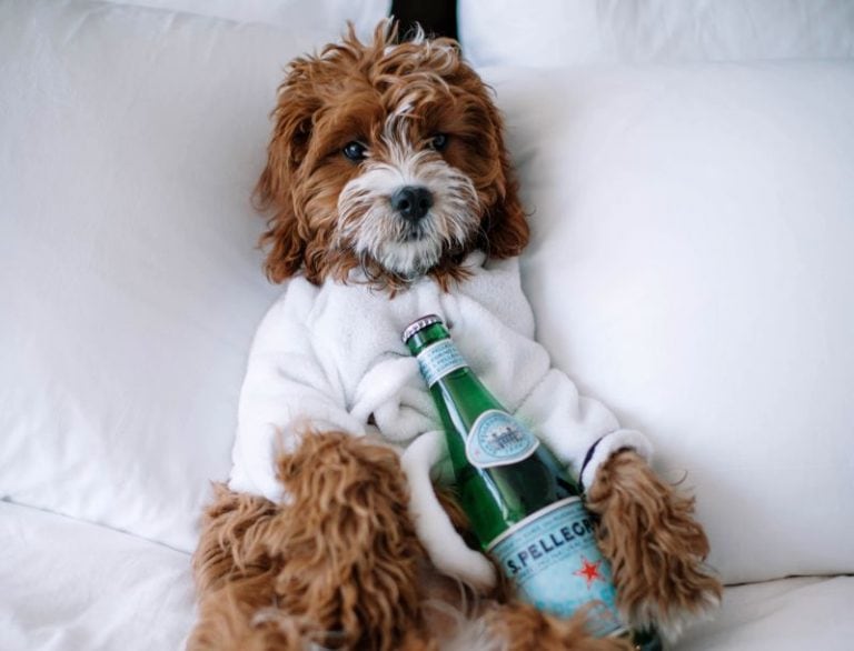 17 Best DogFriendly Hotel Chains & Motel Spots Where Pets Are Allowed!