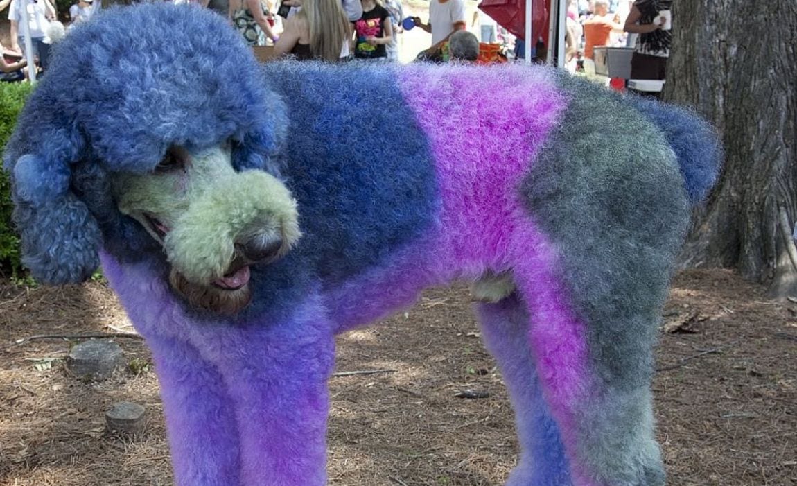 20 Best Dog Hair Dyes Painting Your Pup For Special Events