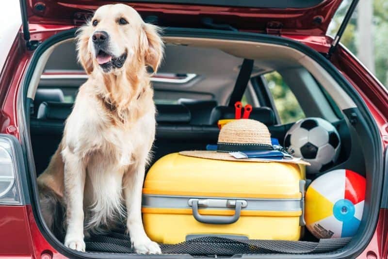Best SUVS for Dogs