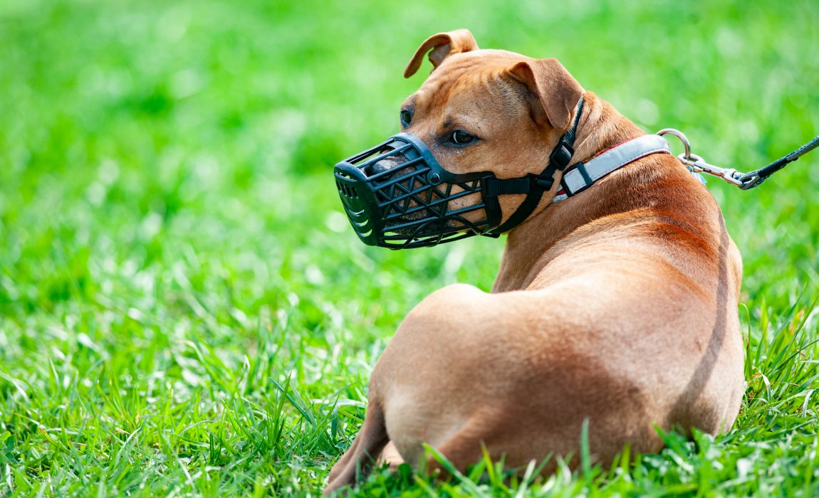 6 DIY Dog Muzzles: Make Your Own Muzzle! - K9 of Mine