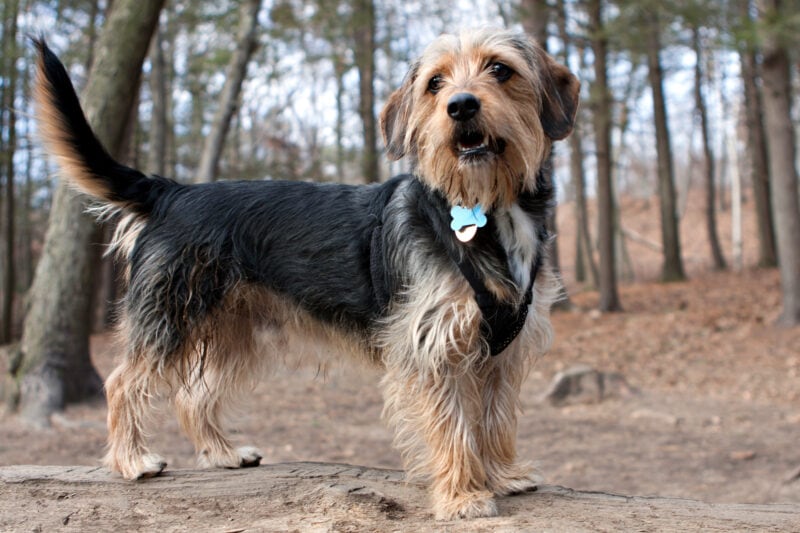11+ Yorkie Mixed With Golden Retriever - DariasSandie