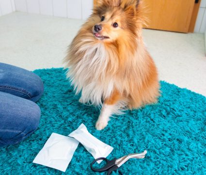 first-aid kit for pets