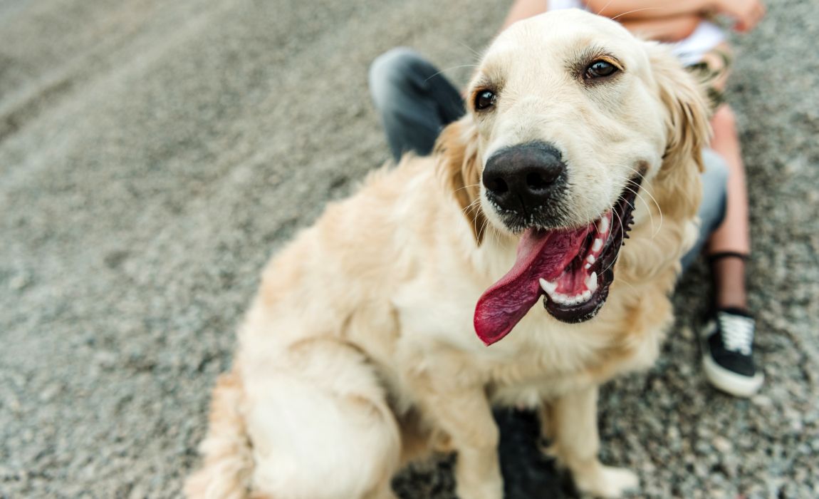 19 Adorable Golden Retriever Mixes Cute And Clever Canines