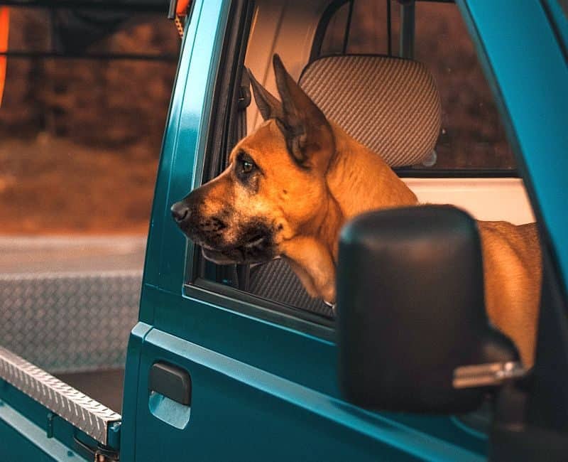 SUV Good for Dogs