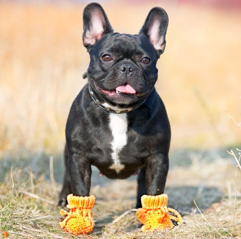 11 DIY Dog Bootie Plans: Homemade Paw 