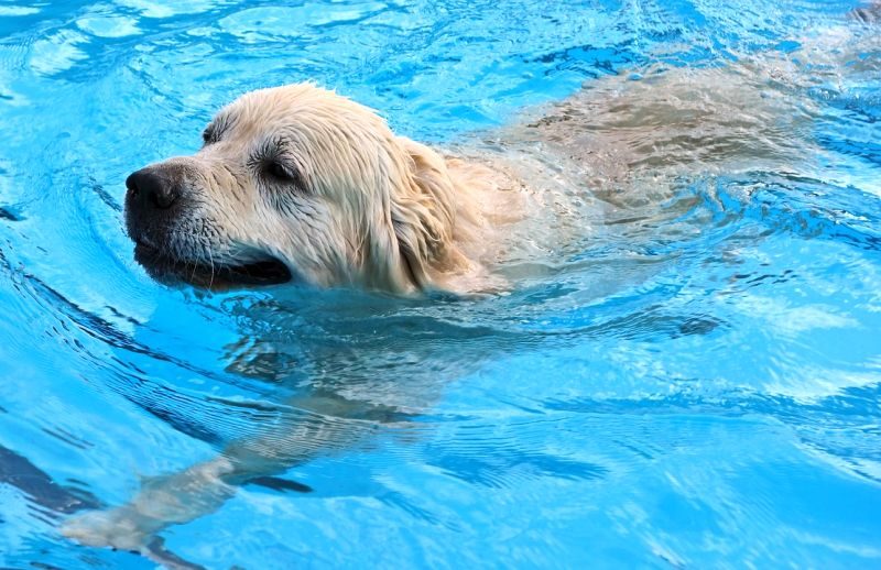 dog swimming exercise