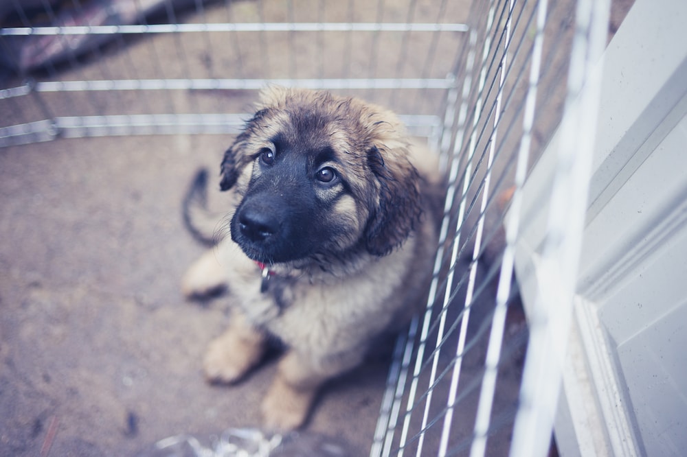 Puppy Time-Outs: How to Give Your Dog a Timeout!